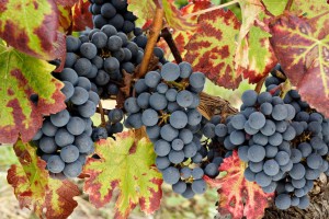 Vendanges 2014 02