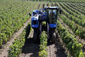 Vendanges 2014 05