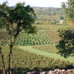 Nos vignes vues de l'ancien château / Our vines from the old castle