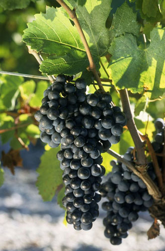Merlot : Vignoble du Château Puyfromage