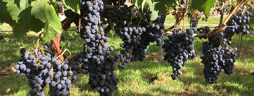Vendanges 2019 : C'est parti ! Au Château Puyfromage, Vin de Bordeaux